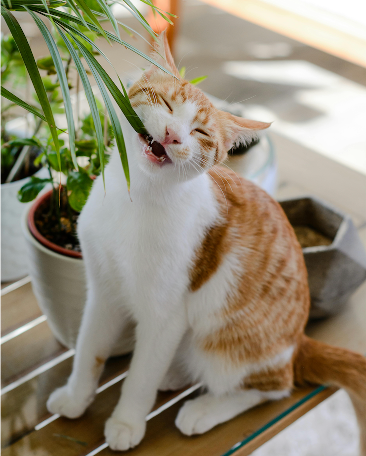 Is Areca Palm Safe for Cats? A Pet Parent's Plant Guide