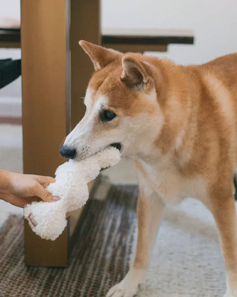 Crinkle Toys for Dogs: Are They Good? Best Picks by Age & When to Use