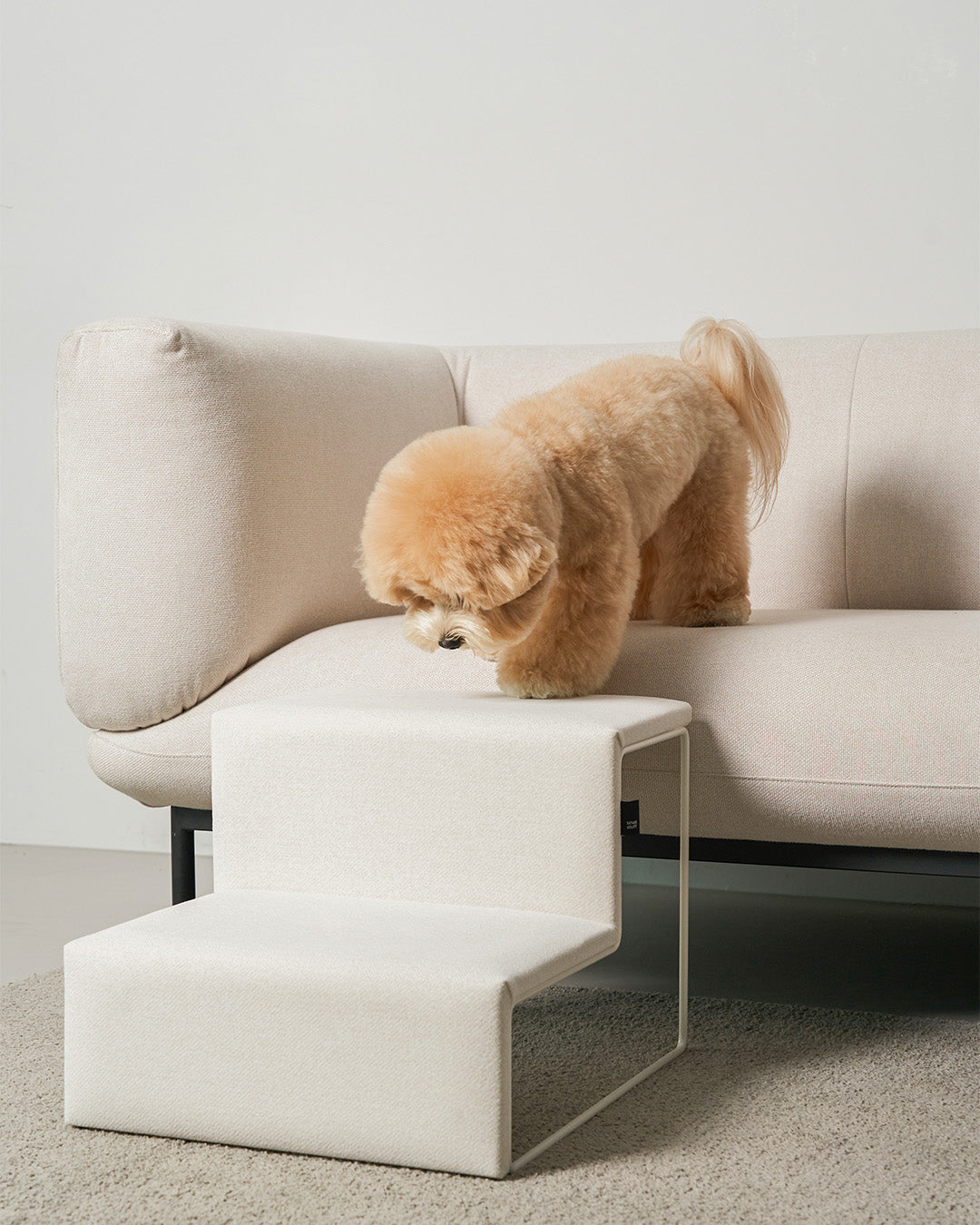 Does My Pet Really Need a Step? How to Know When It’s Time