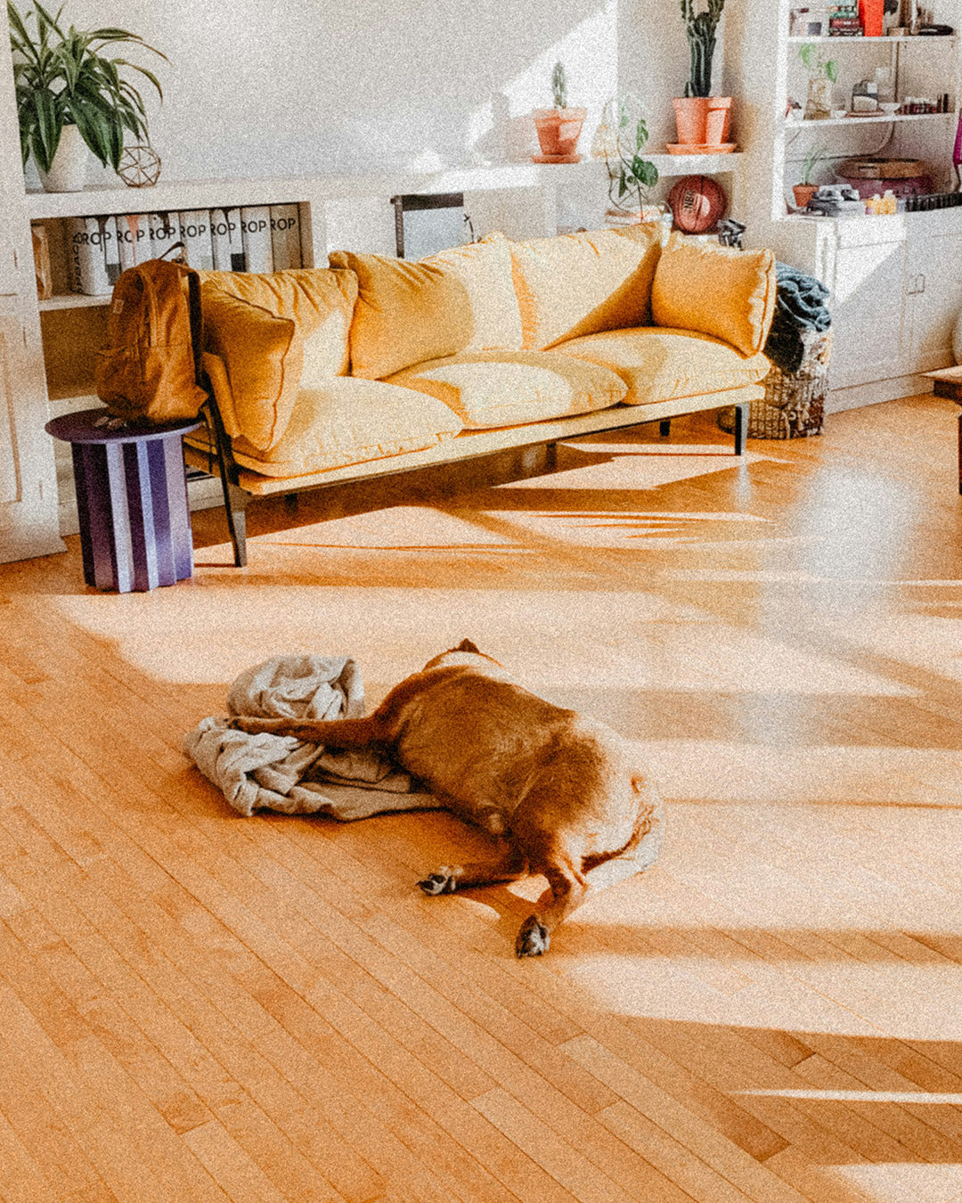 Creating Cool Comfort: Summer Bedding Tips for Your Dog