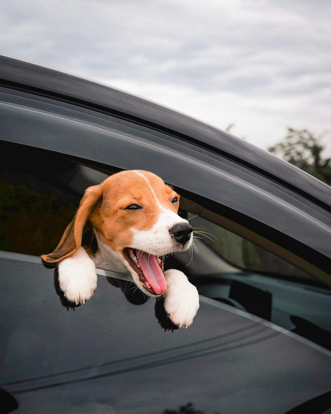 Small Dog, Big Style: The Best Carriers for Tiny Explorers