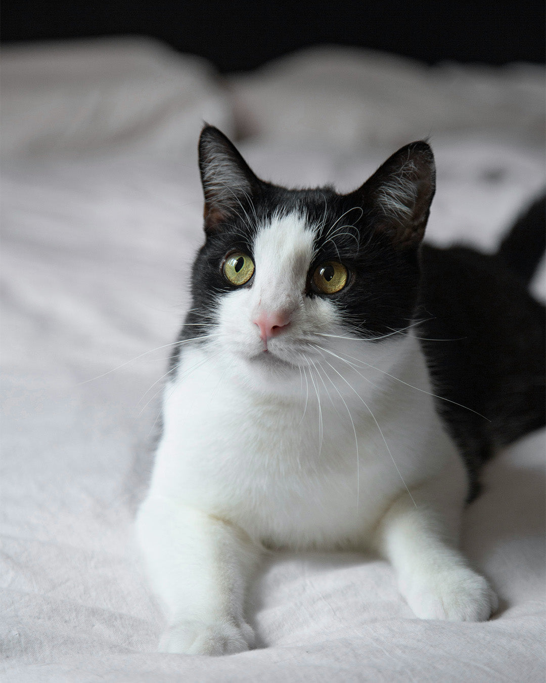 From Kitten to Cat: Creating a Space That Grows With Your Cat