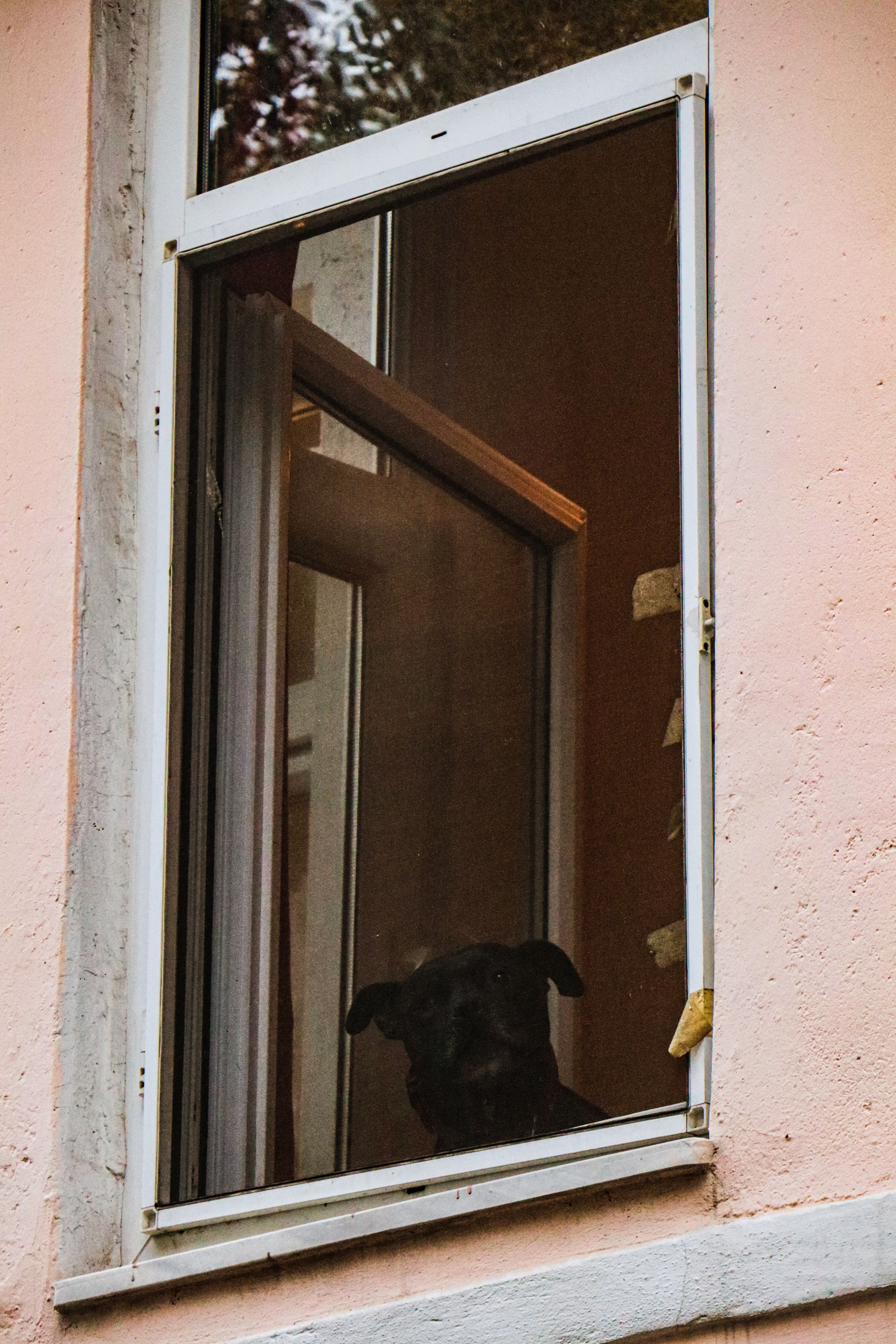 Do Dogs Miss Us When We Leave?