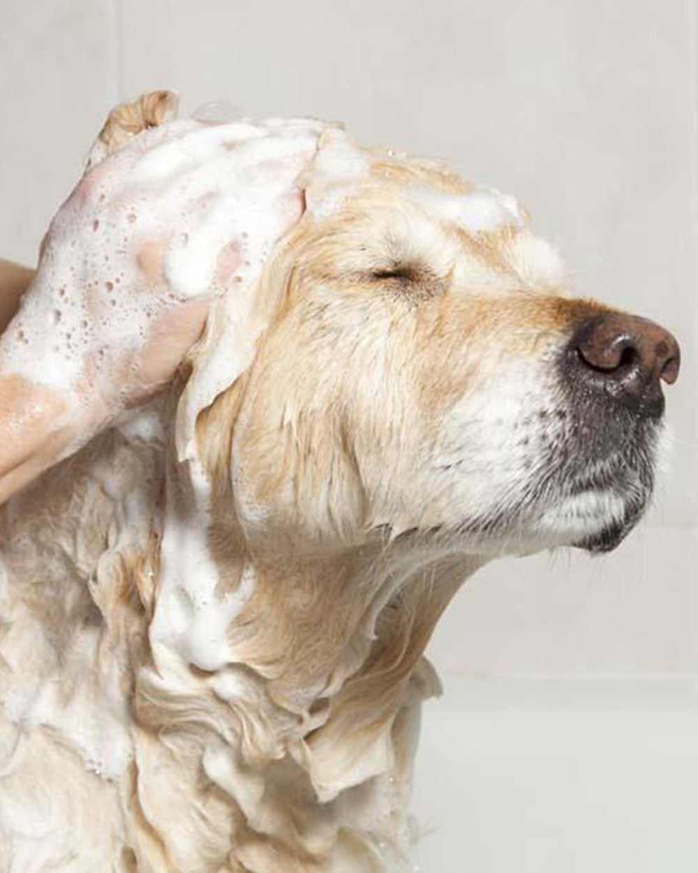 Caring for Pets with Persistent Hair Loss and Coat Issues