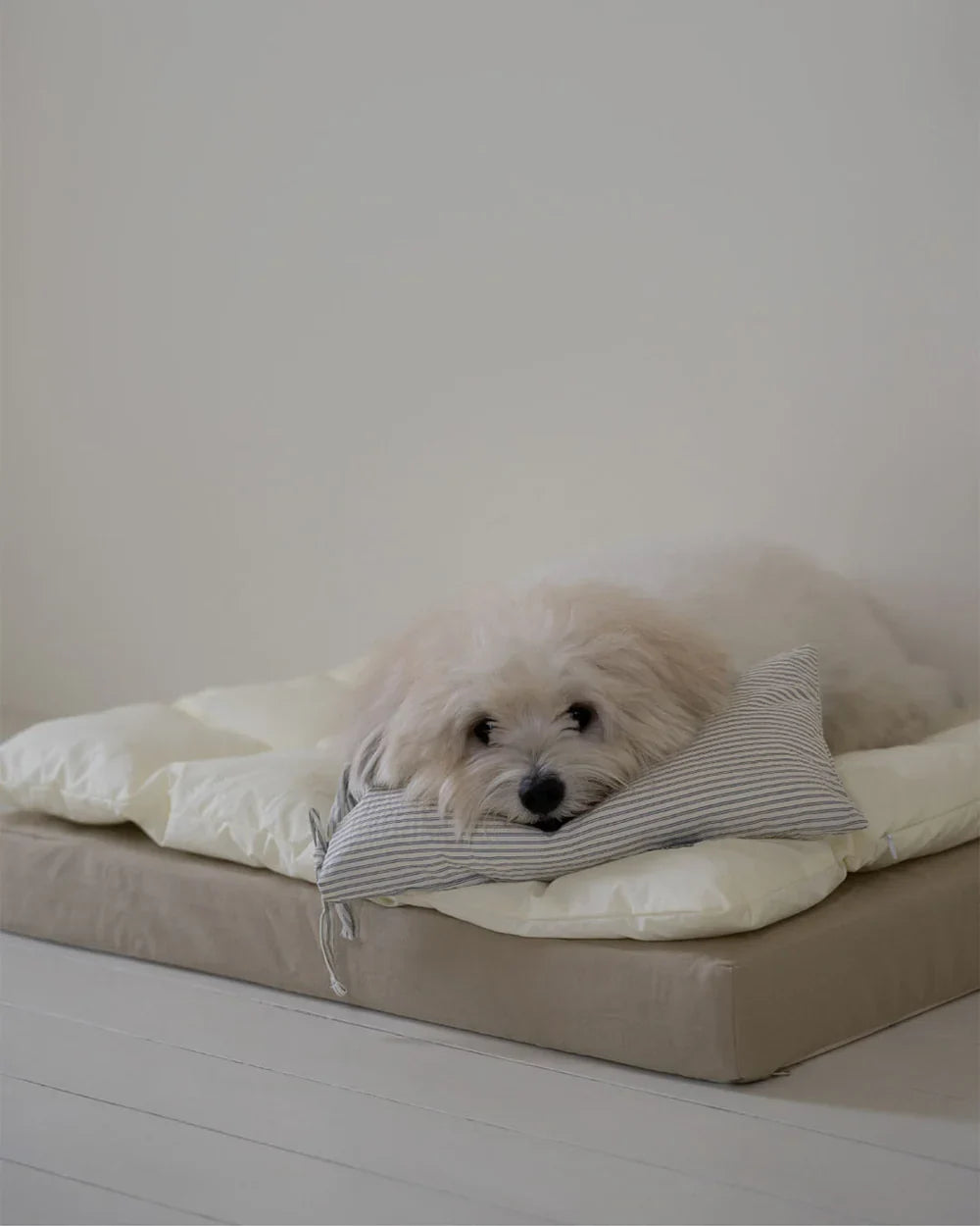 Dog Sleeping Positions and What They Really Mean