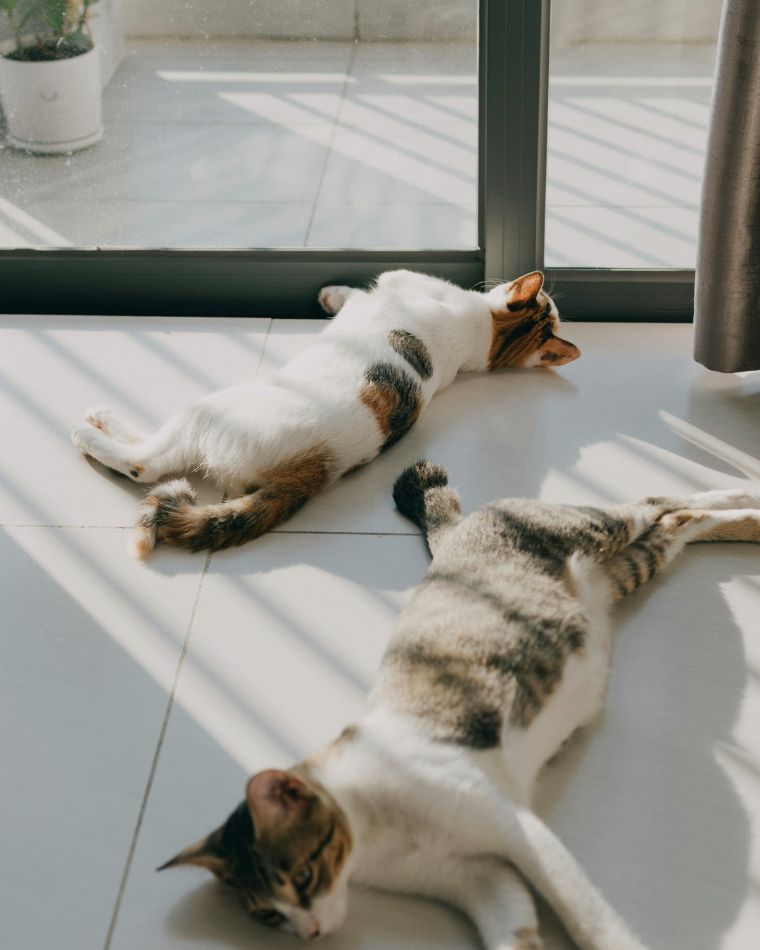 Do Cats Get Bored Indoors? Signs and Solutions