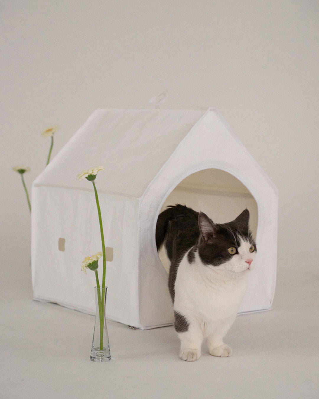 The Complete New Cat Parent Starter Guide: Must-Have Essentials
