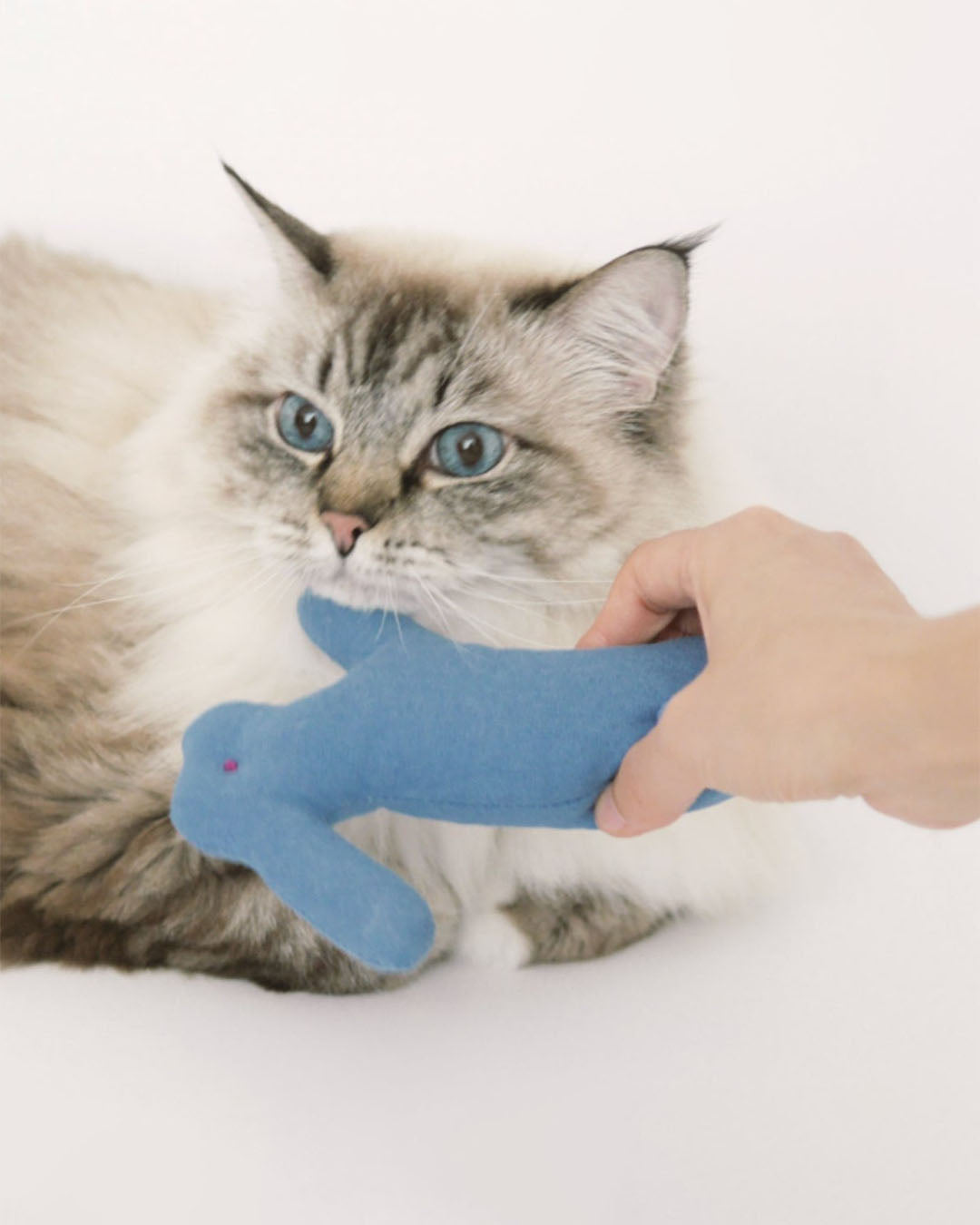 Dal Toki with Catnip