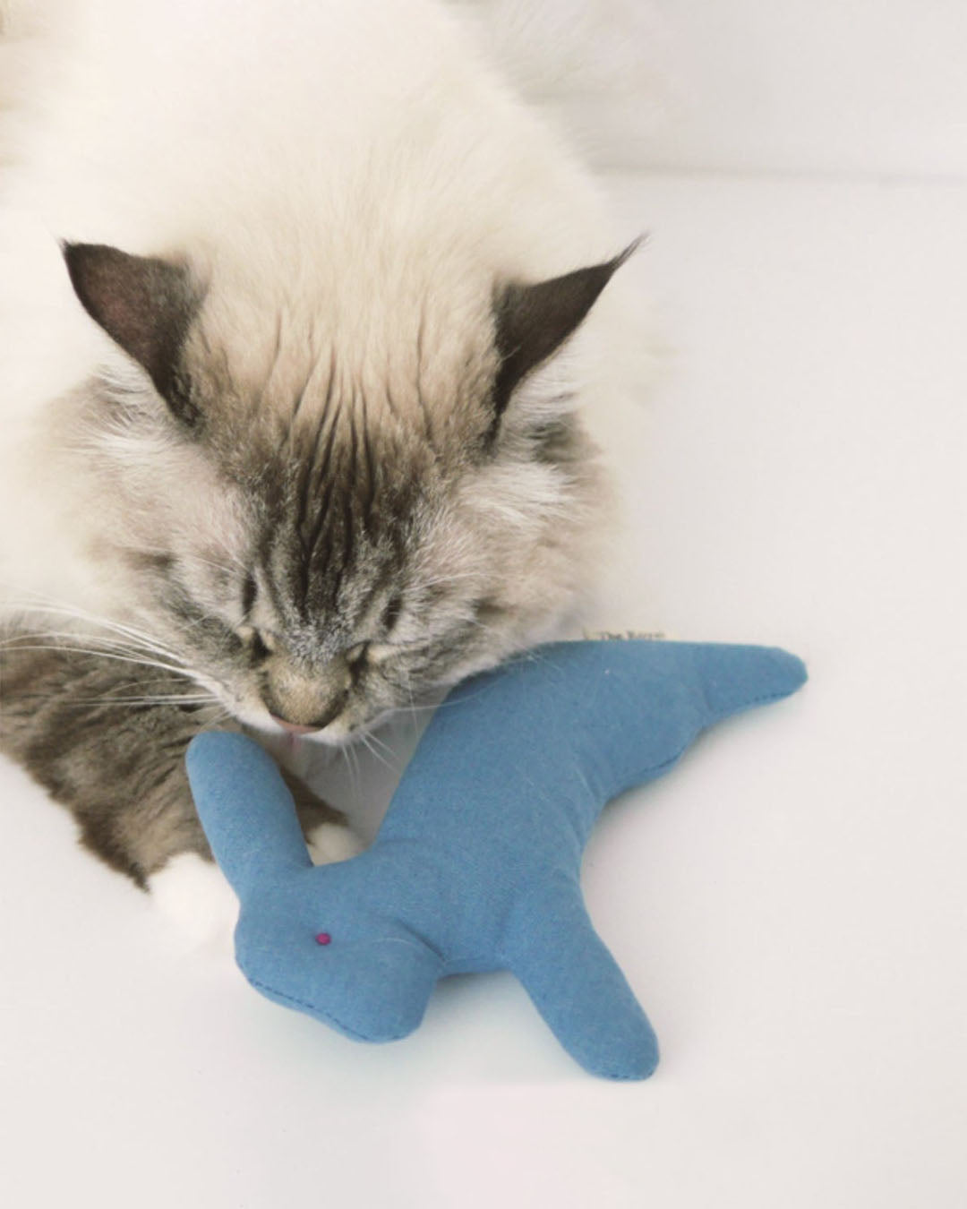 Dal Toki with Catnip