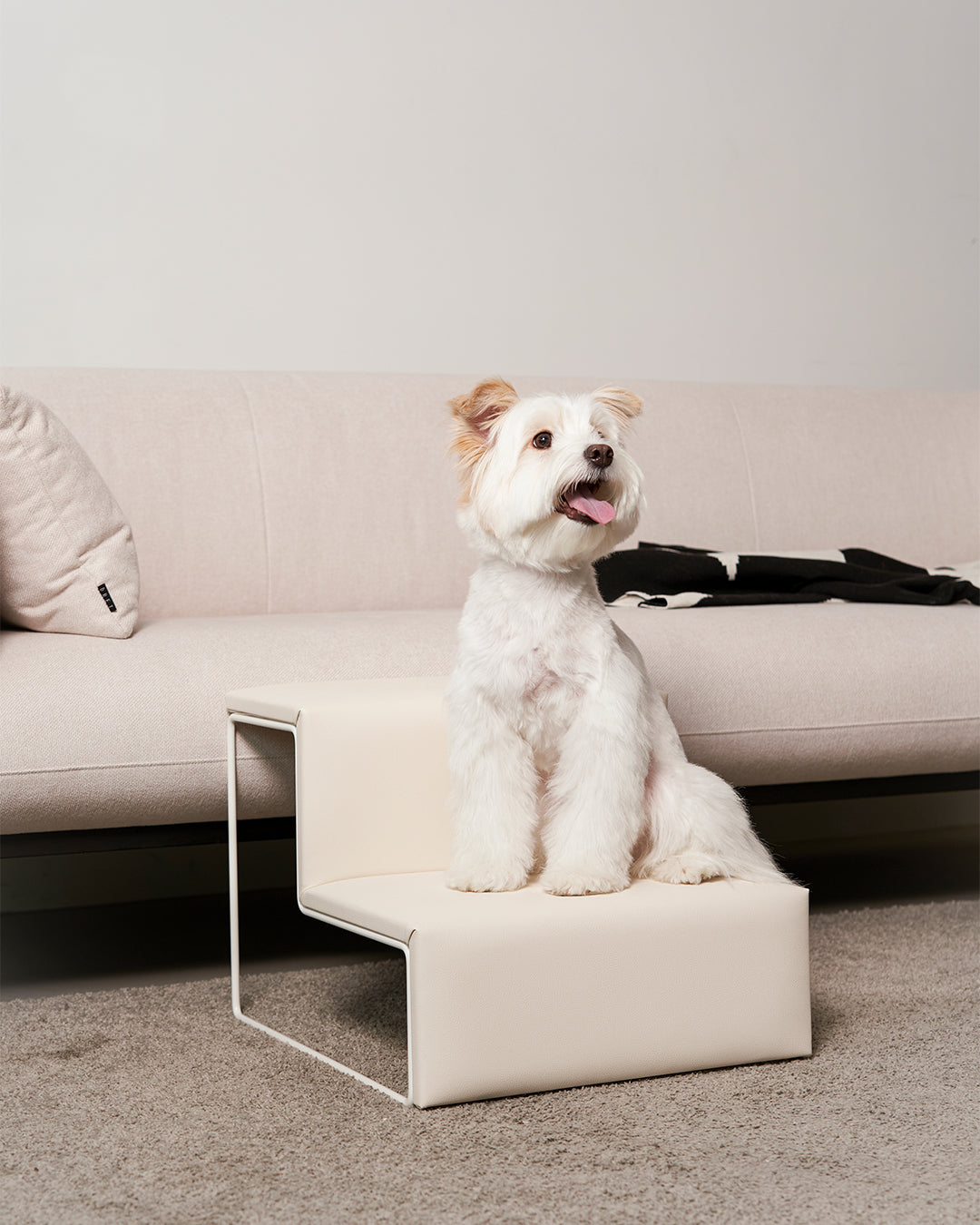 senior dog using dog steps next to a sofa