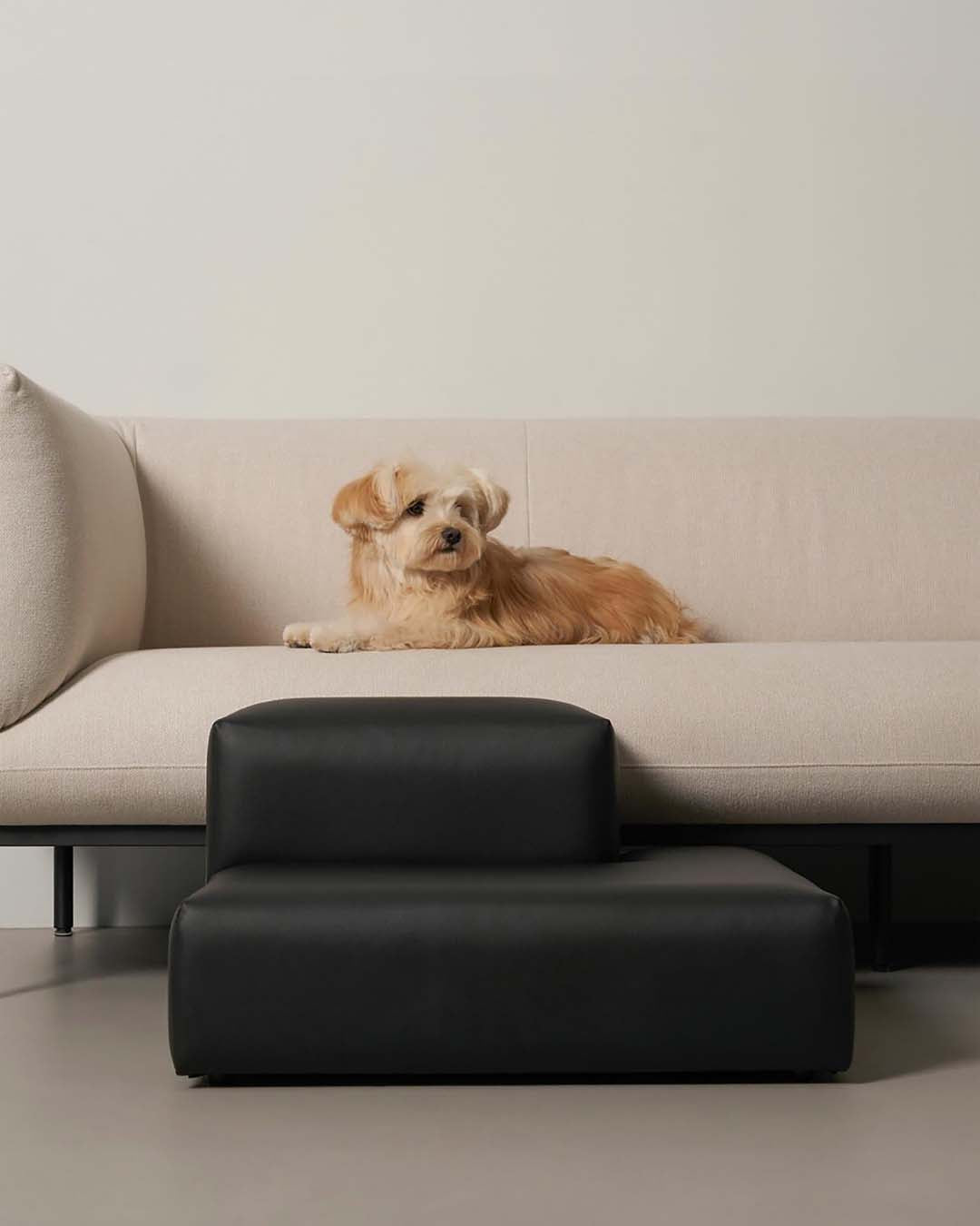 dog stairs designed for small to medium dogs beside furniture