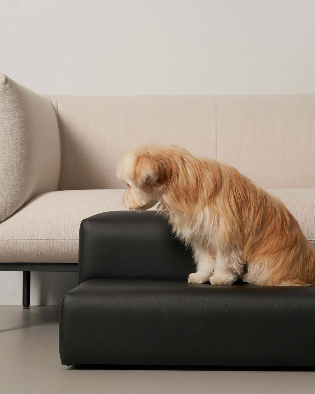 small dog using dog stairs with wide platform to reach a couch
