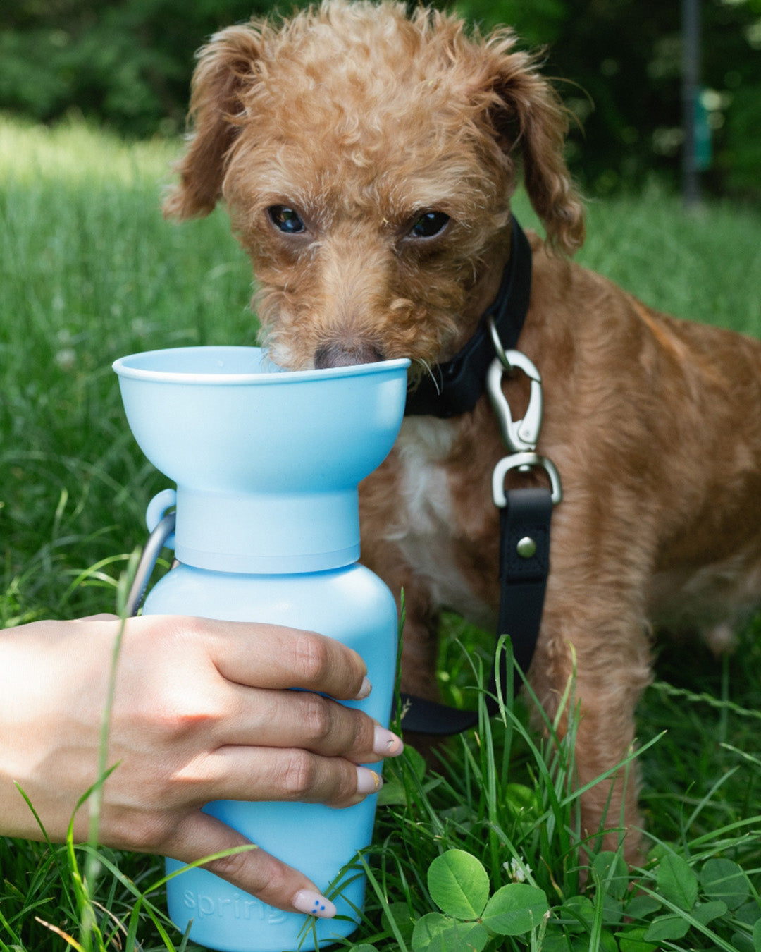 Small dog drinking from a sky blue portable dog water bottle with built-in bowl for quick hydration outdoors.
