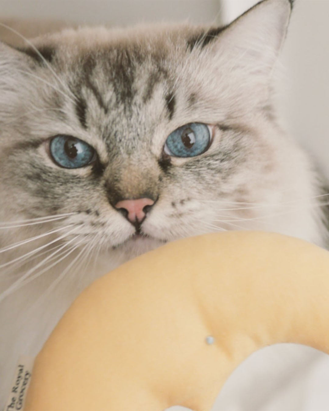 Old Moon with Catnip