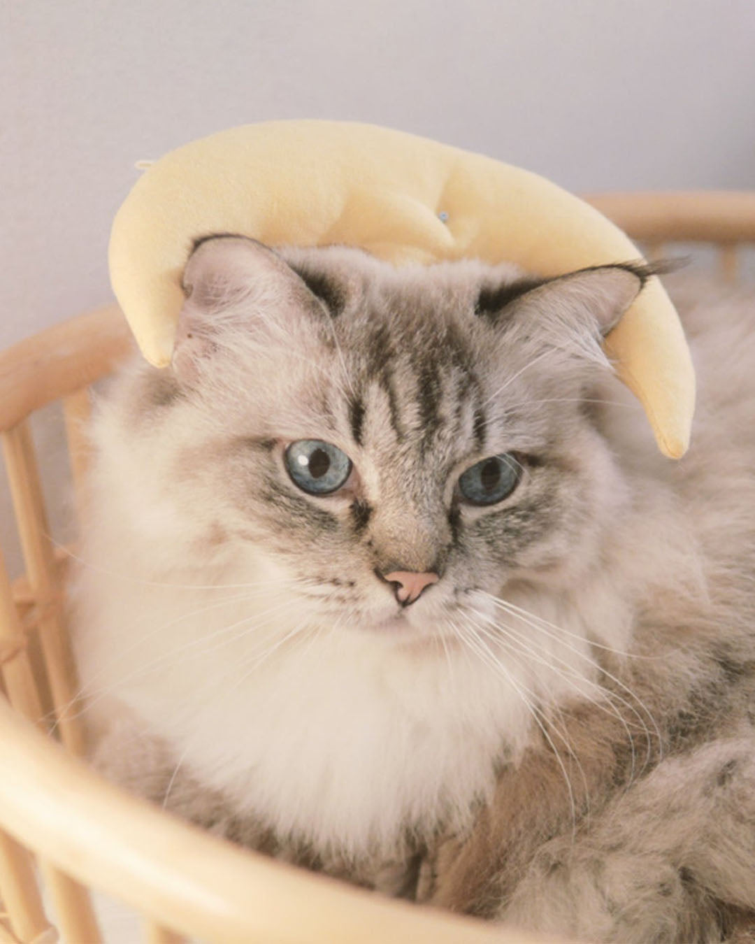 Old Moon with Catnip