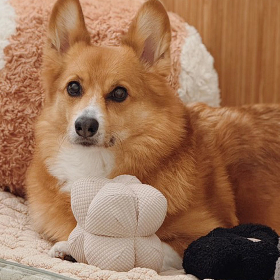 Orb Plush Toy with Squeakers