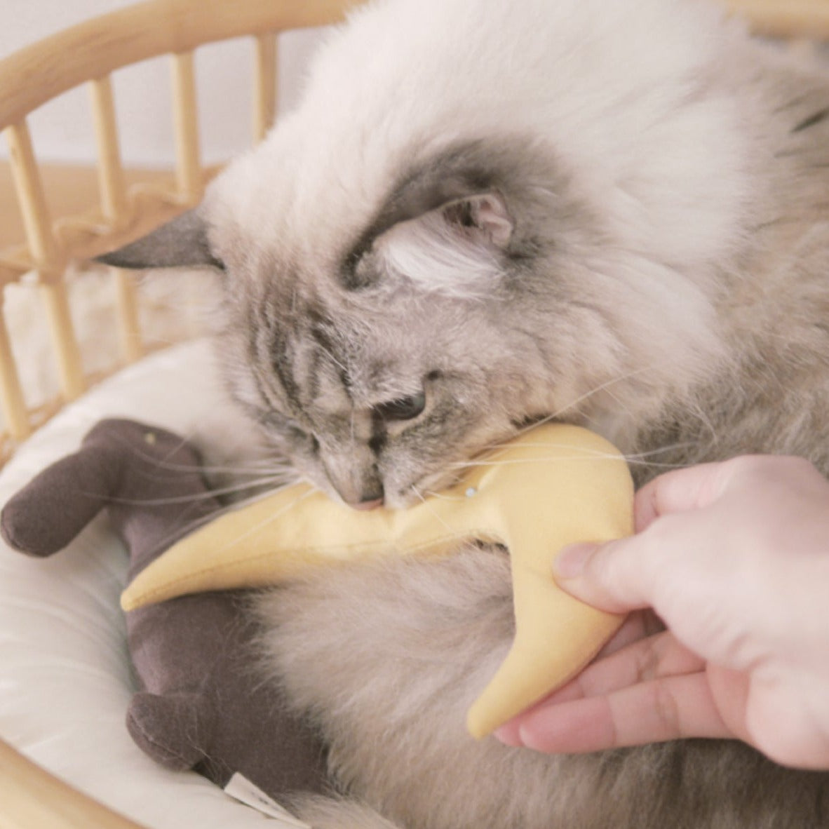 Old Moon with Catnip