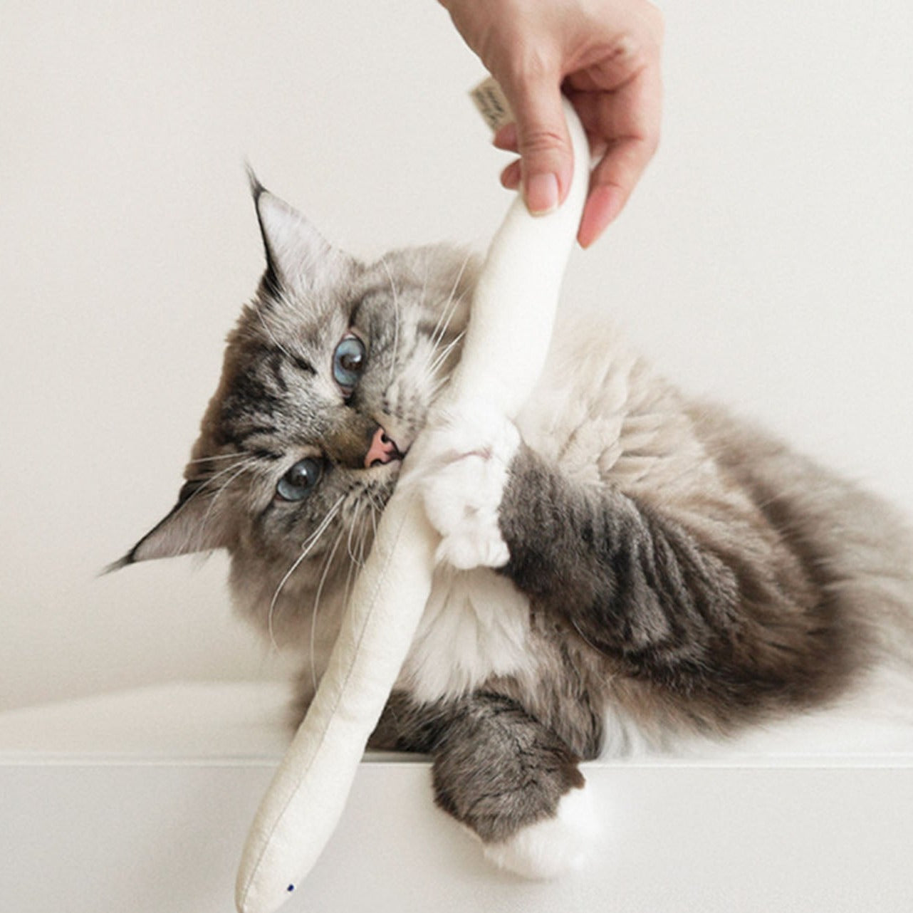 A cat playing with Bamdoll with Catnip.