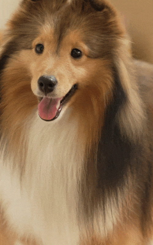 A happy dog after taking a bath with BioCollagen Bath Bar.