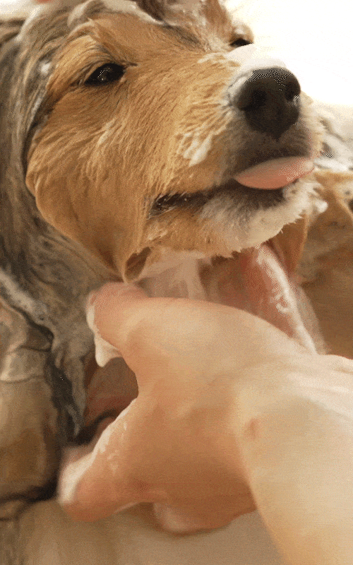 A relaxed dog while taking a bath with BioCollagen Bath Bar.