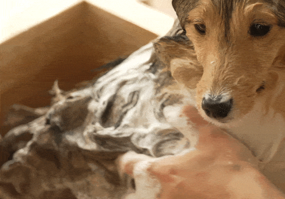 A dog comfortably taking a bath with BioCollagen Bath Bar.