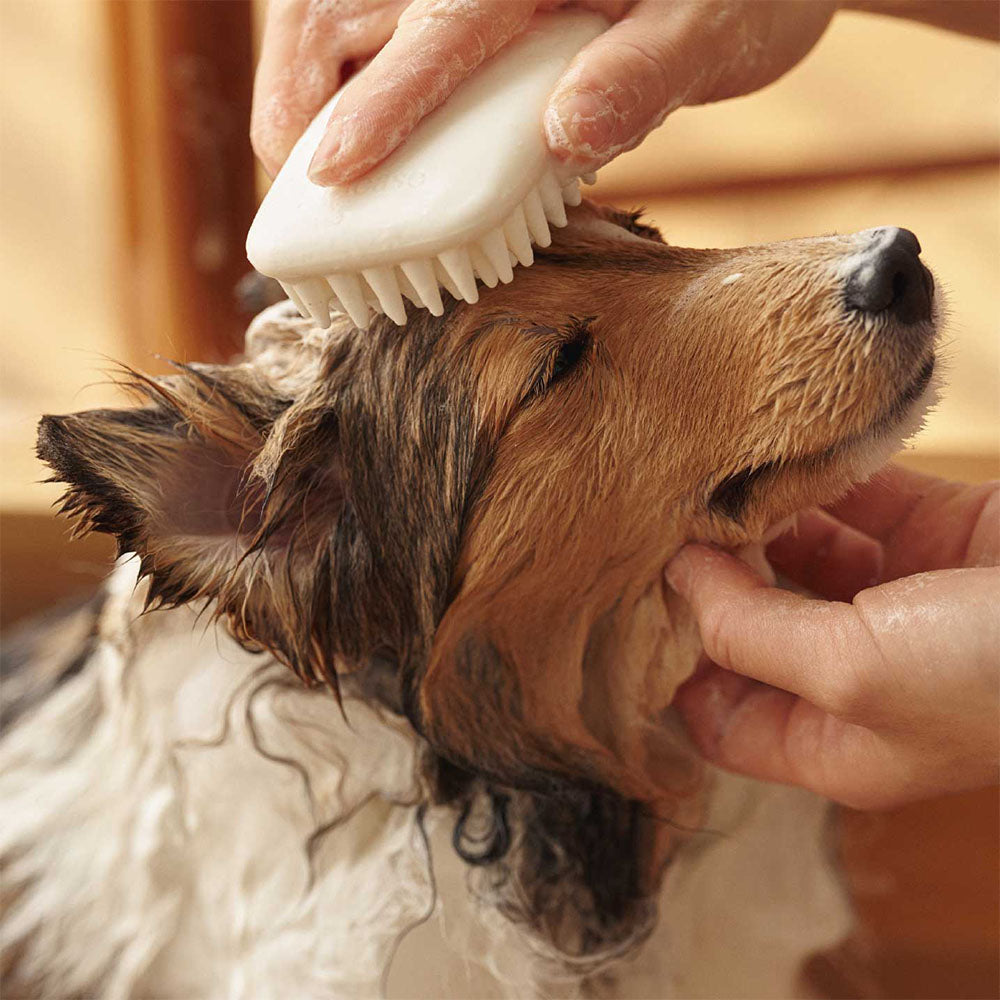 A dog getting comfortable in a bath with BioCollagen Bath Bar.