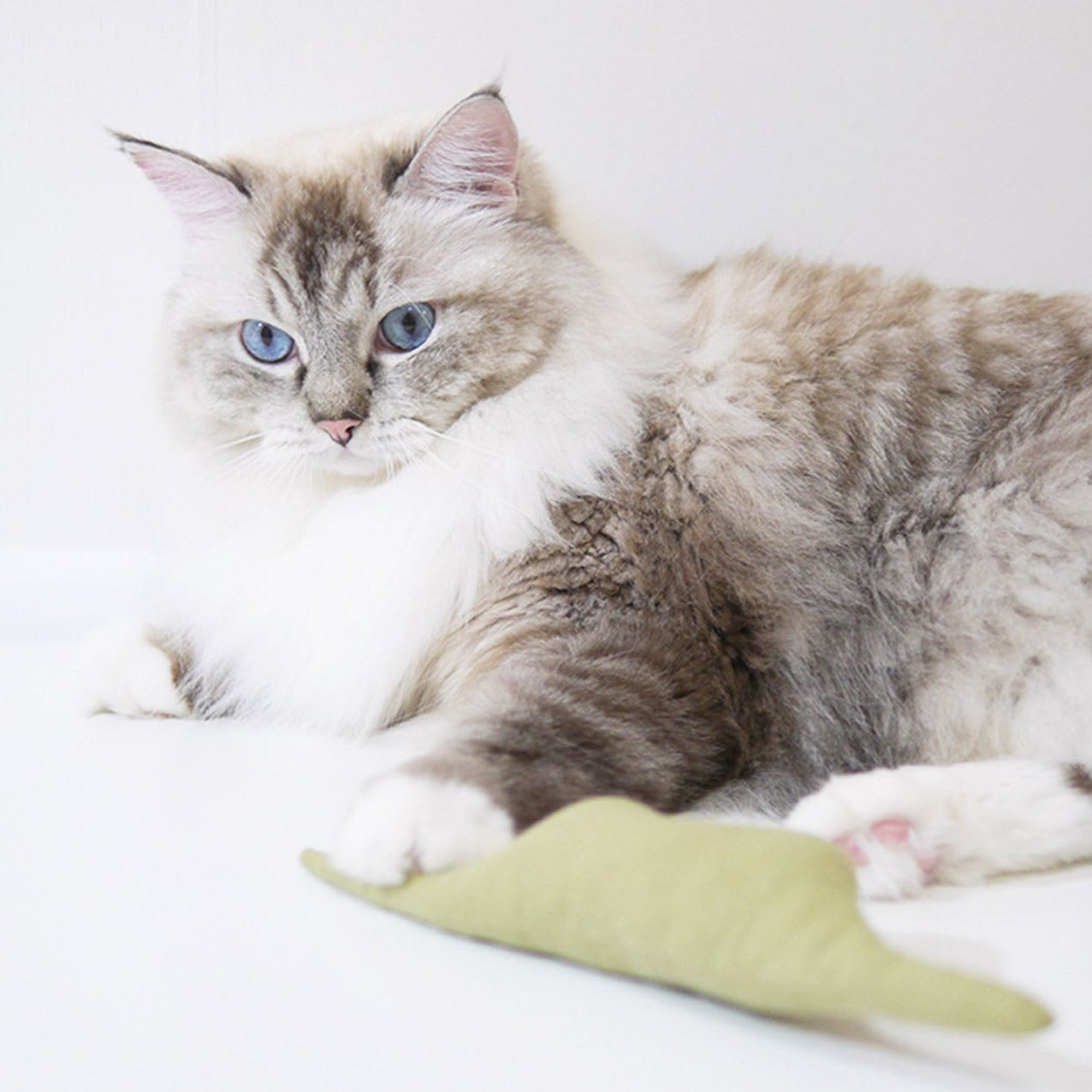 A cat playing with Boa Snake with Catnip.