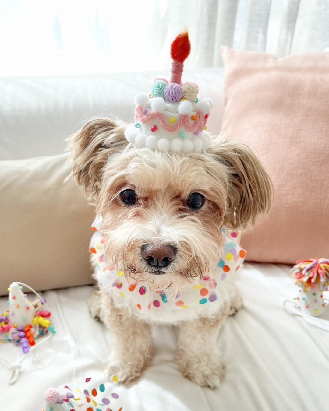 Birthday Cake Party Hat for Pets