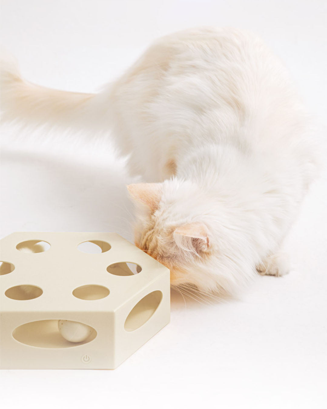 An indoor cat playing with the best interactive cat toys and a rattling ball.