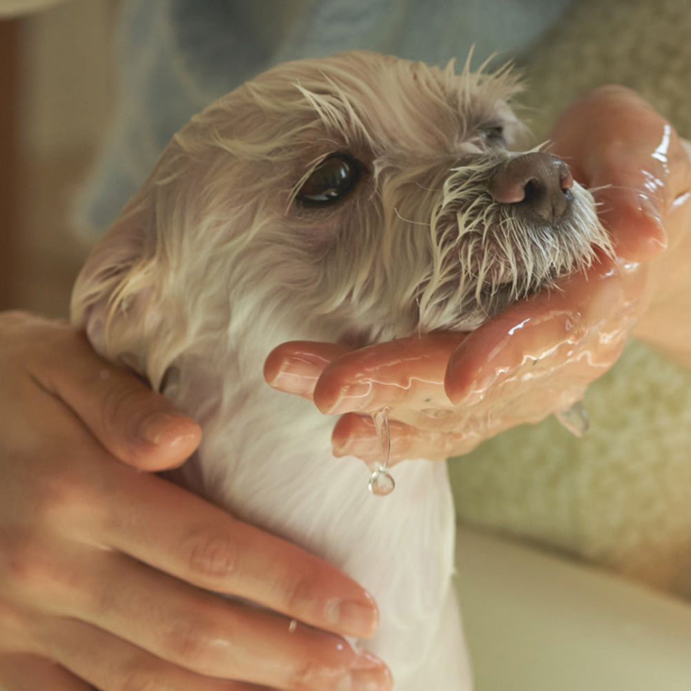 A dog taking a bath with Cica Bath Bar.
