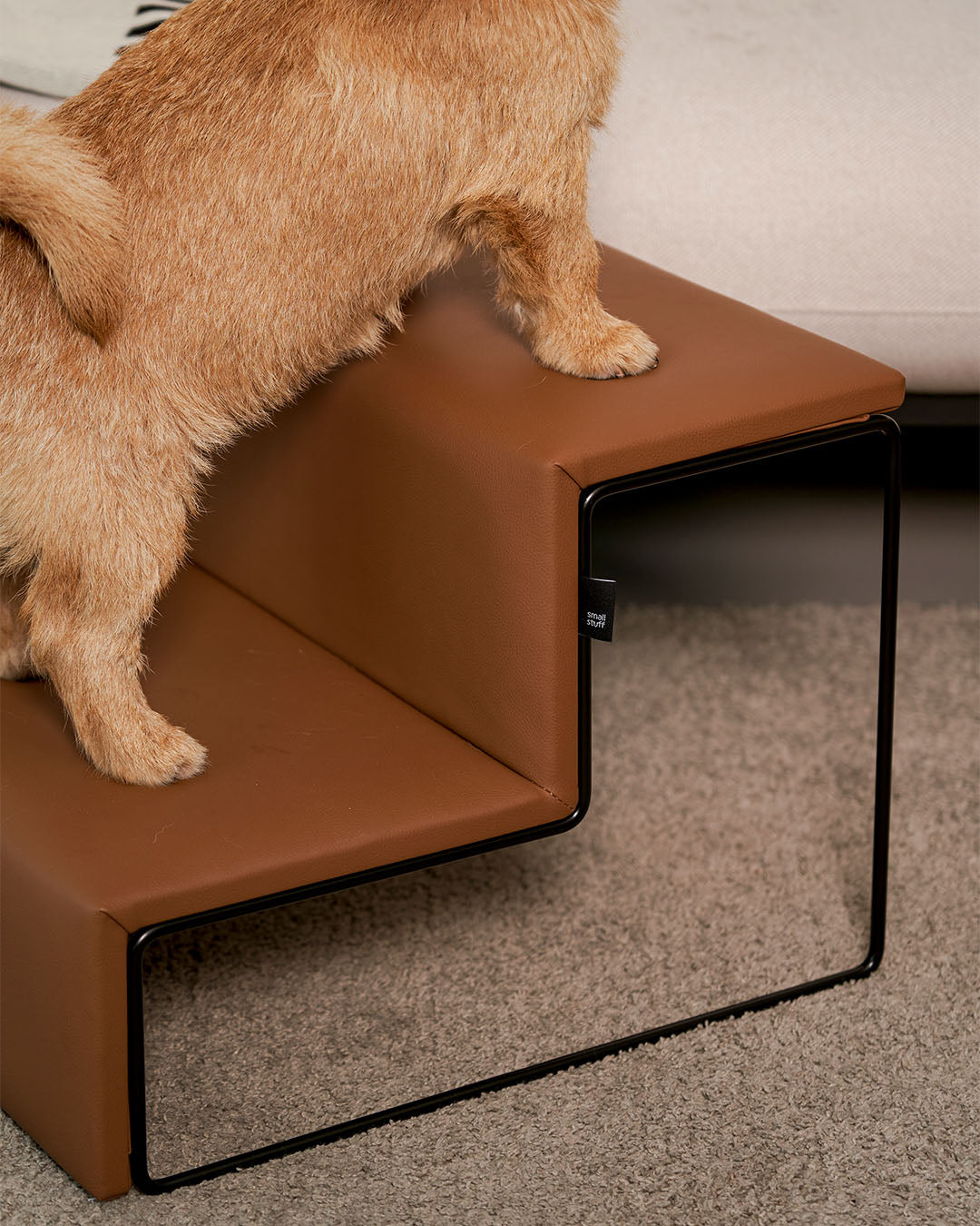 small dog using 2-step dog stairs to reach a couch