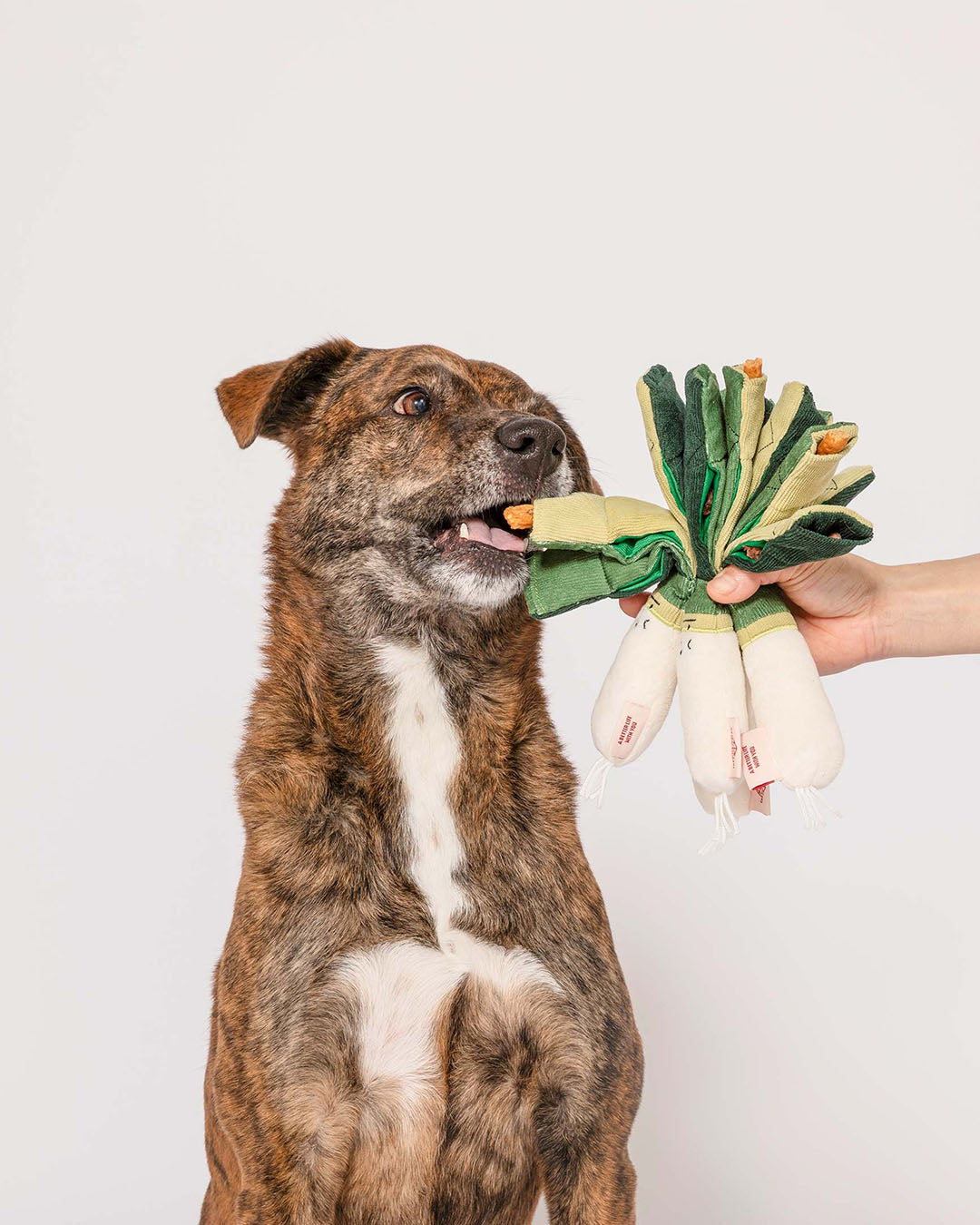 Dog playing with multiple green onion nosework plush toys on white background