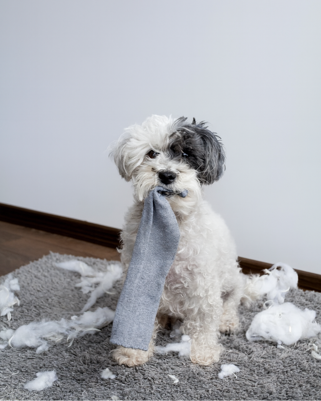 The Hidden Dangers: Household Items Every Pet Owner Must Keep Out of Reach