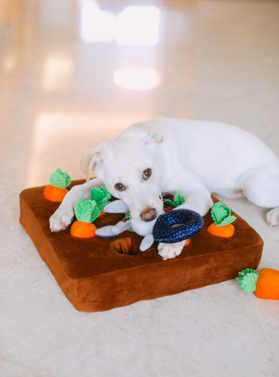Beyond the Bowl: Lick Mats and Enrichment Feeding for Dogs and Cats