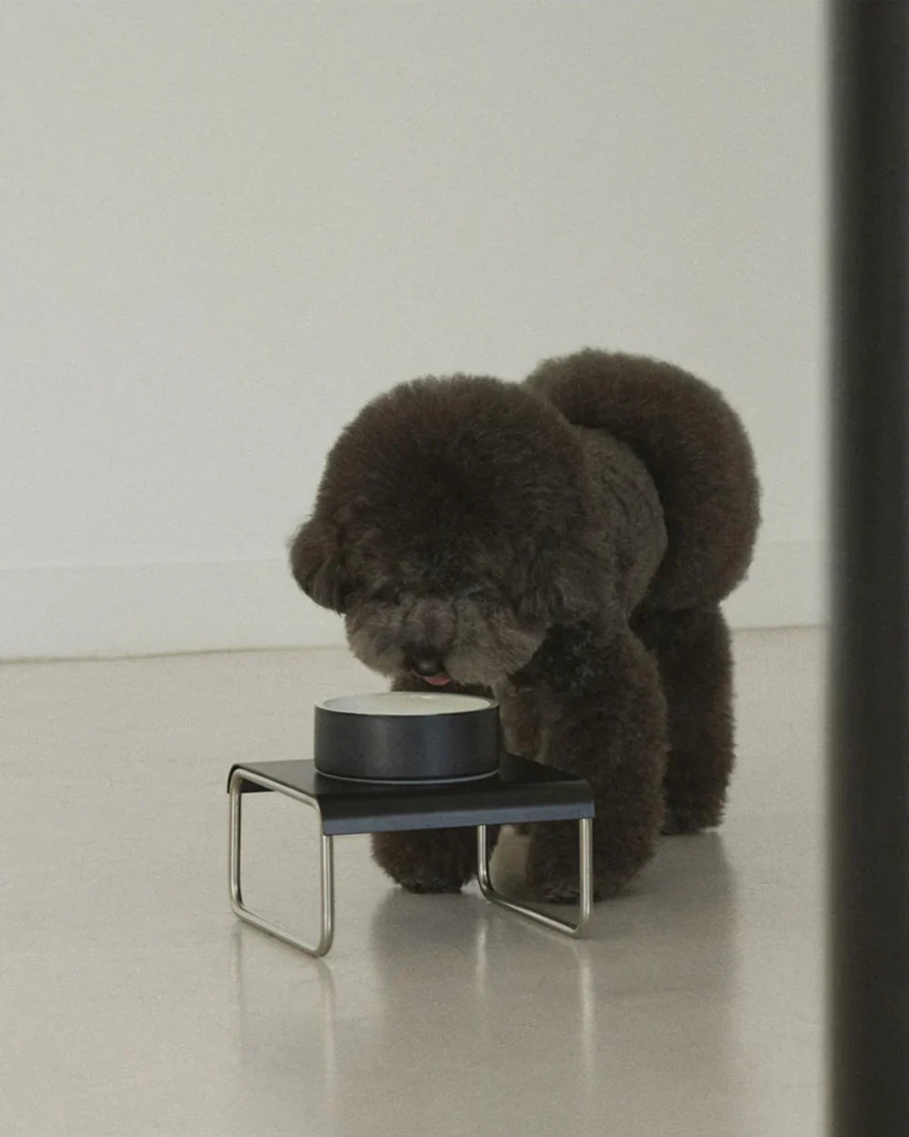 Do Dogs Really Need Probiotics? A Simple Gut-Health Guide