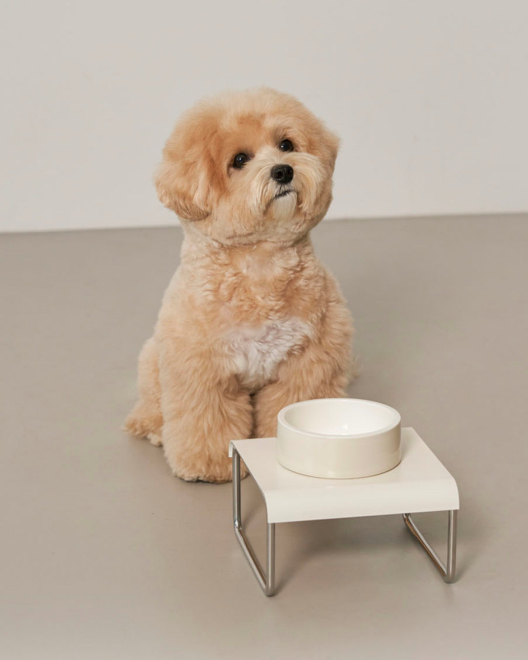 The Right Height for Your Pet’s Bowl