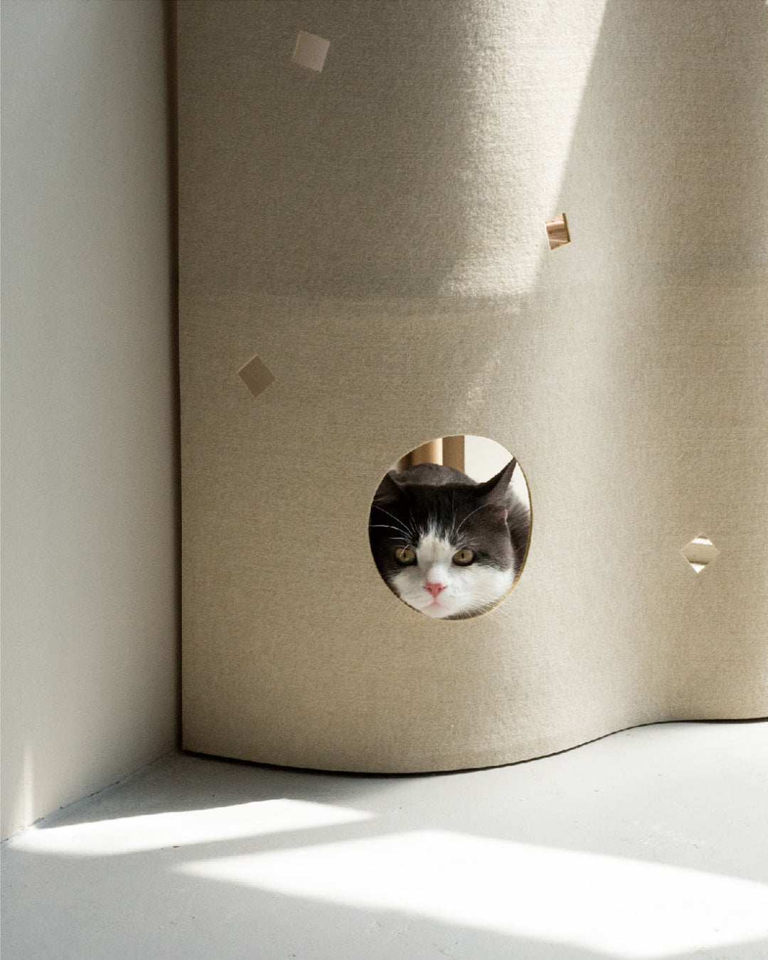 Small Space, Happy Cat: 4 Essentials That Make Apartment Living Easier