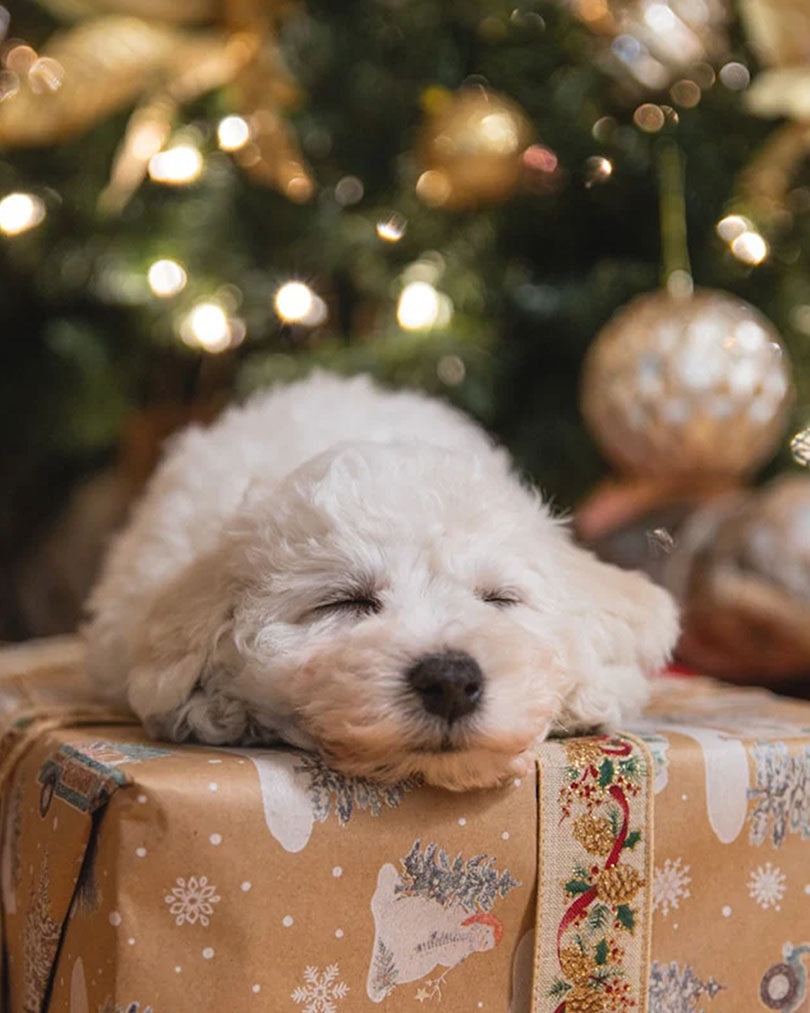 A white puppy sleeping on the Christmas present box