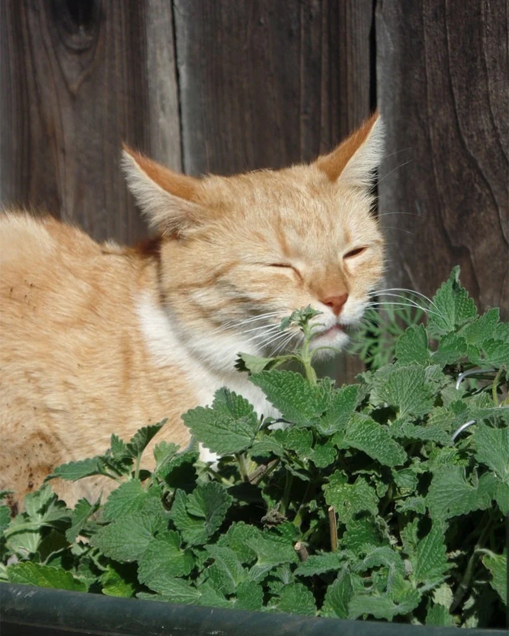 Plants to Avoid for Your Pet's Health (With Pictures)