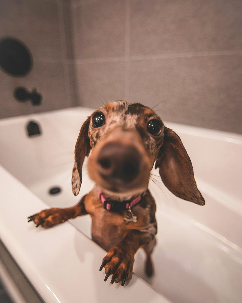 The Ultimate Guide to Choosing the Best Bath Bar for Your Dog