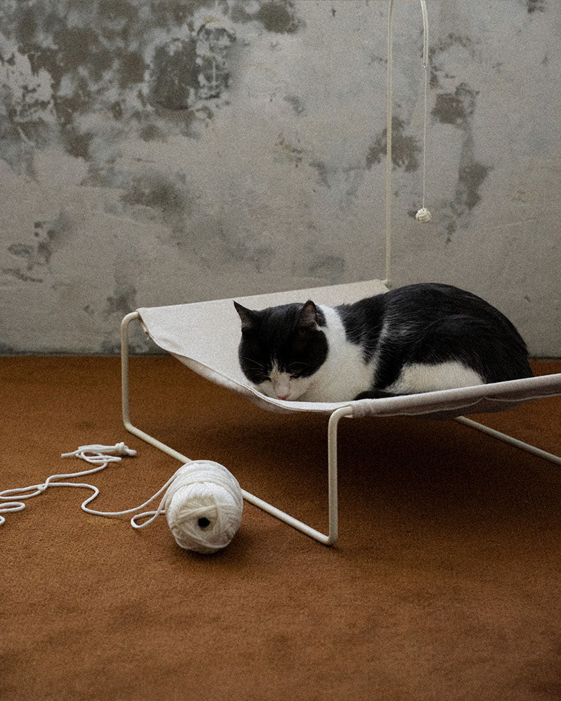 A resting cat on Lullaby Hammock