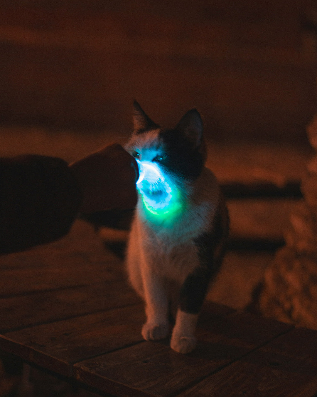 Are Laser Pointers Bad for Cats? Laser Pointer Syndrome, Risks & Safe Use