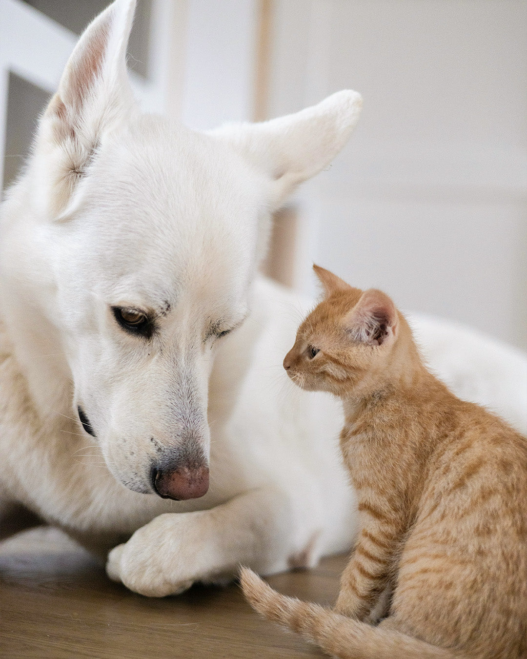 The Best Multi-Pet Household Setup: Creating Spaces for Cats and Dogs to Coexist