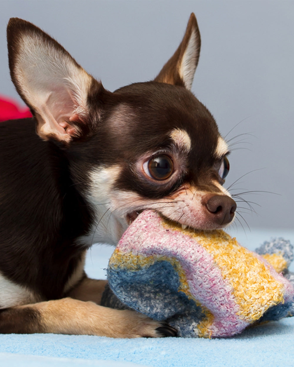 Designer Dog Toys: Elevating Playtime with Style and Function