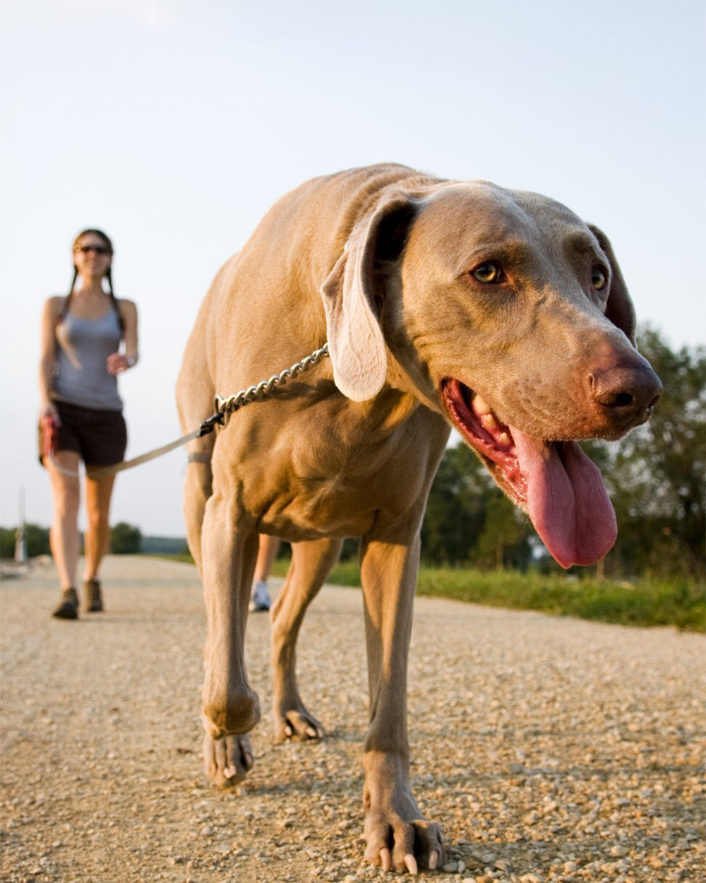 How to Prevent Heatstroke in Pets in Hot Weather a dog walking with owner in hot weather panting