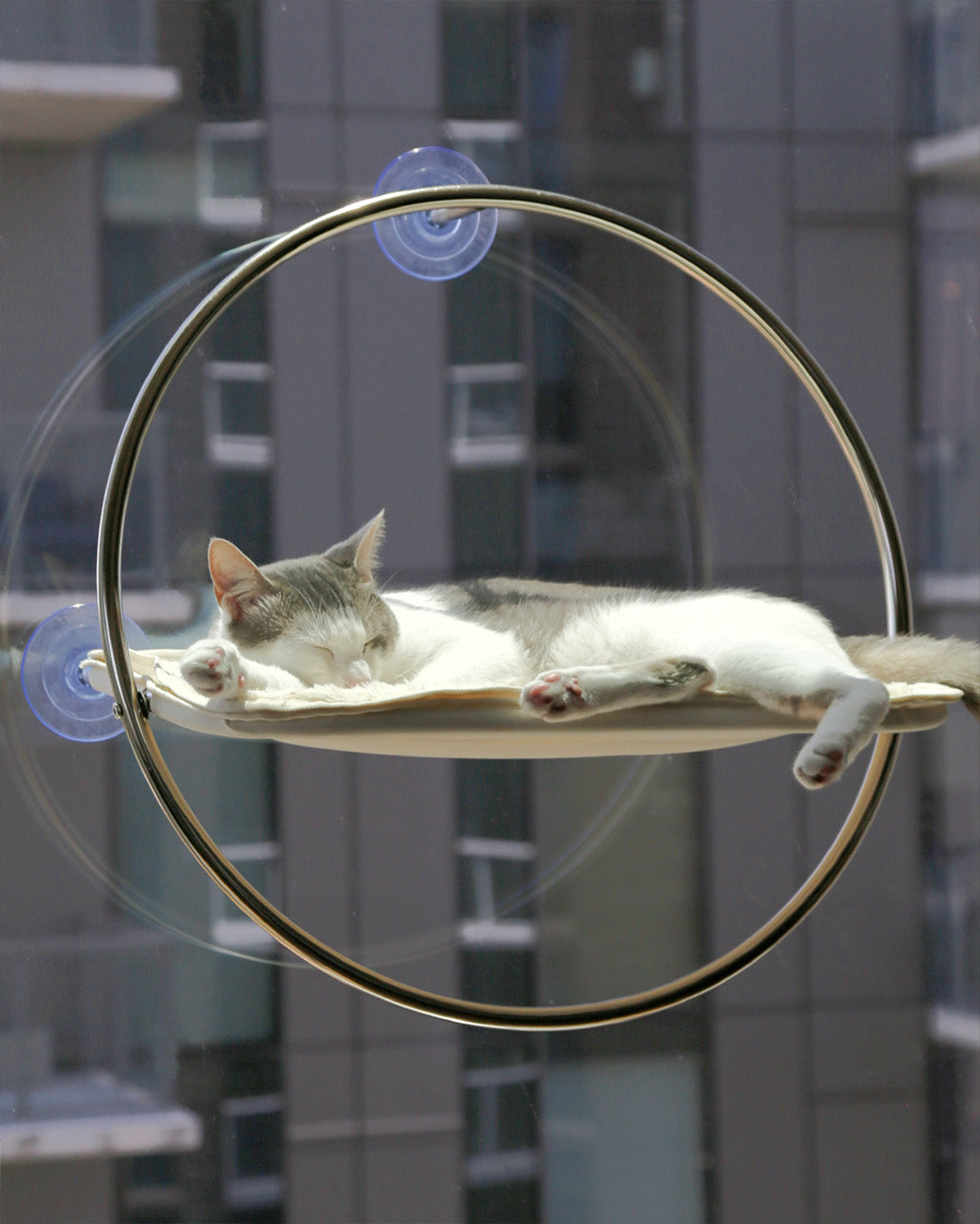 Where Should Your Cat Nap in Warm Weather?
