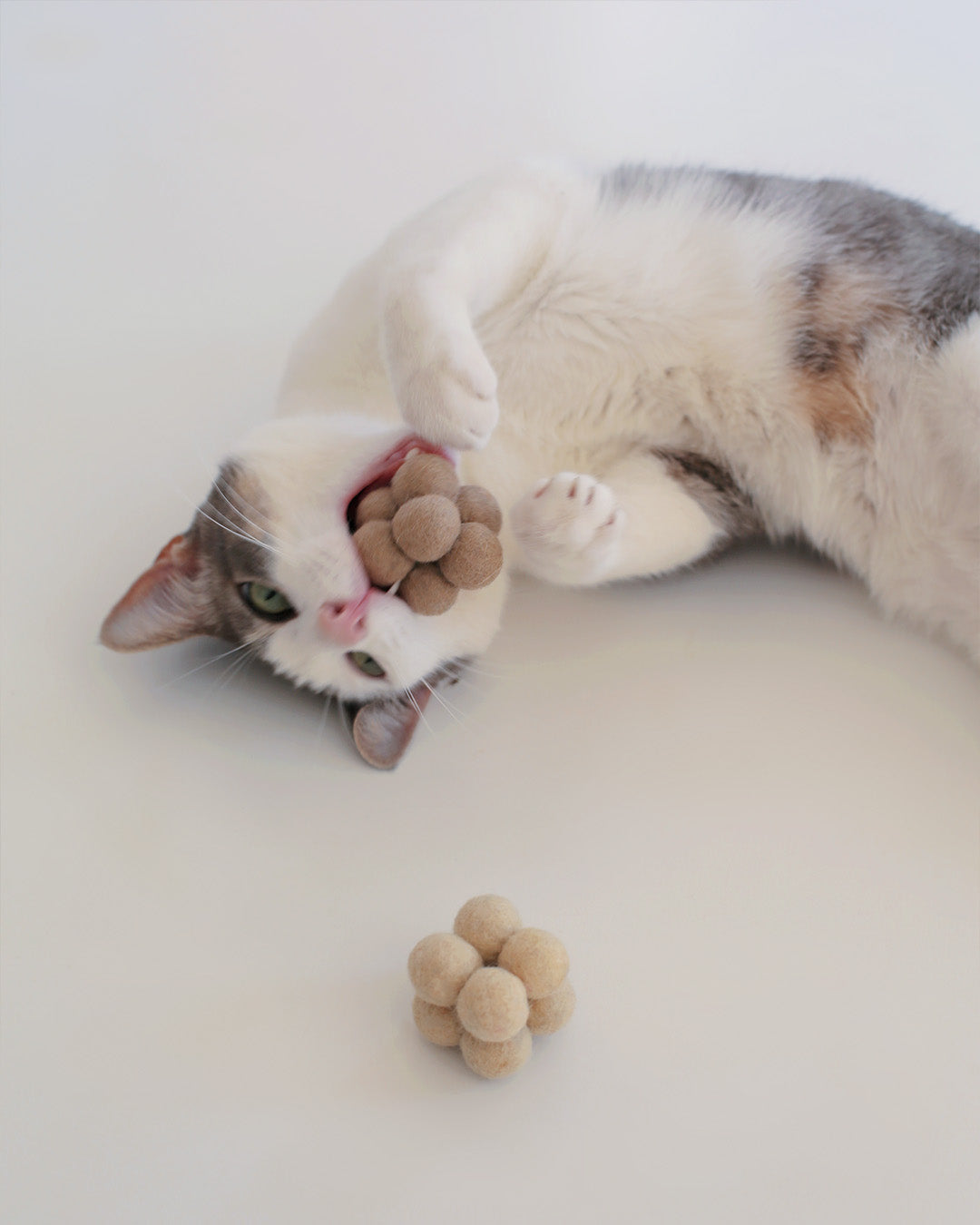 Signs Your Cat Really Trusts You