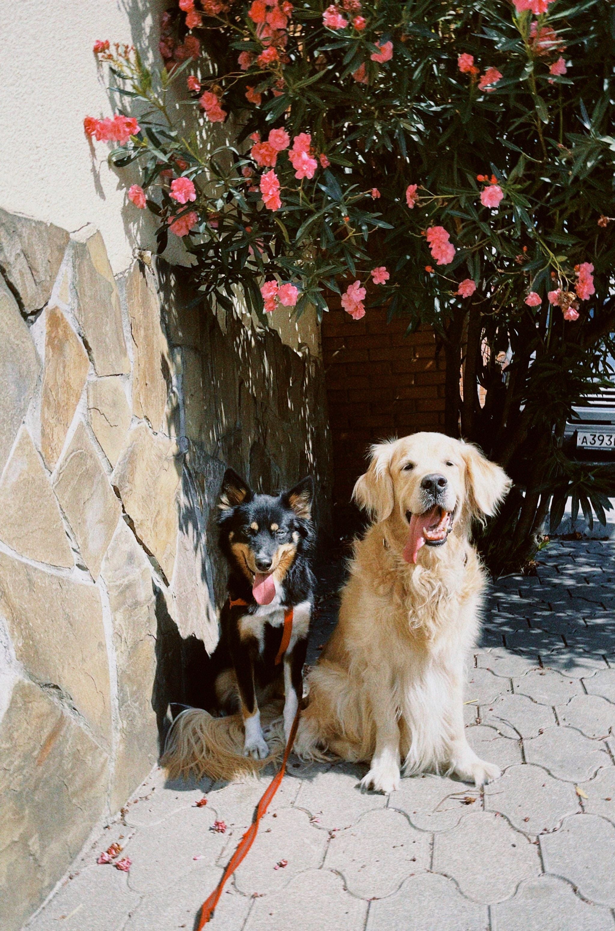 What Your Dog's Paws Are Telling You