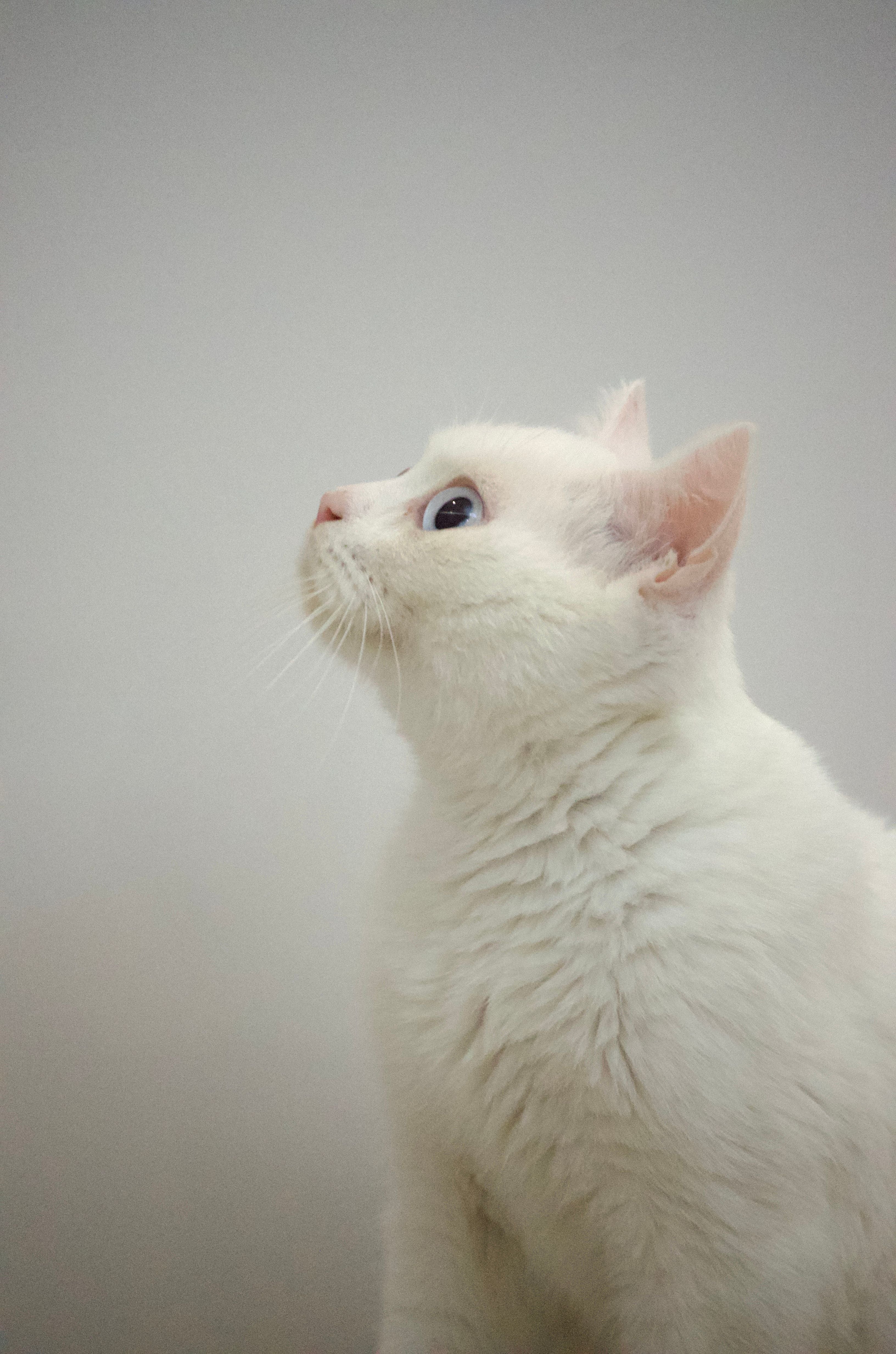 Why Does My Cat Do That? 8 Strange Cat Behaviors, Explained