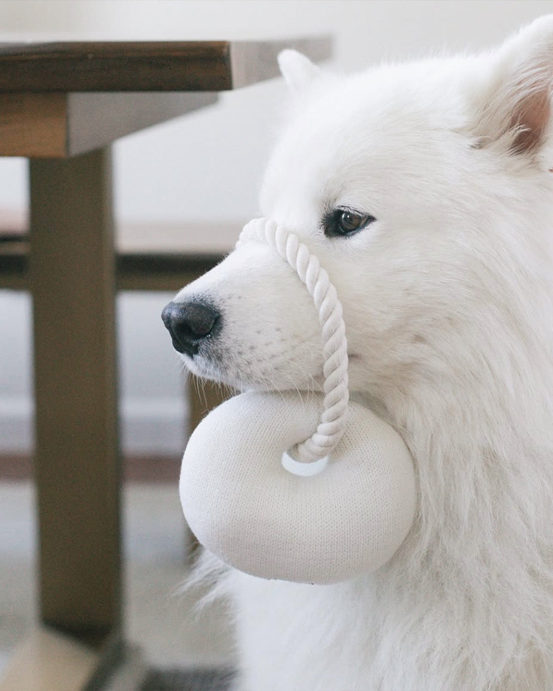 Dog Toys